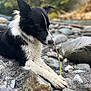 Groot a rejoint le concours — aidez-le/la à gagner de superbes lots ! dog, black_and_white, border_collie, outdoor, riverbank, rocks, stick, curious, sniffing, nature, animal, pet, fur, paws, lying_down, closeup, forest, water, daylight, relaxing