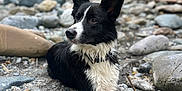 Groot a rejoint le concours — aidez-le/la à gagner de superbes lots ! dog, black_and_white, border_collie, riverbank, rocks, wet_fur, outdoor, nature, forest, animal, canine, portrait, relaxed, laying_down, daylight, scenic, water, wildlife, pets, landscape