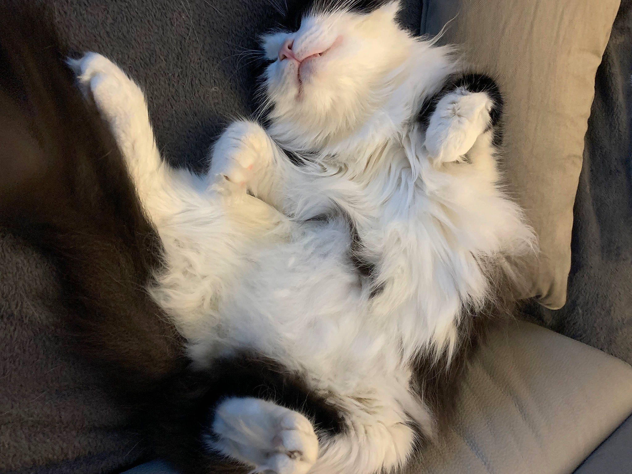Oreo