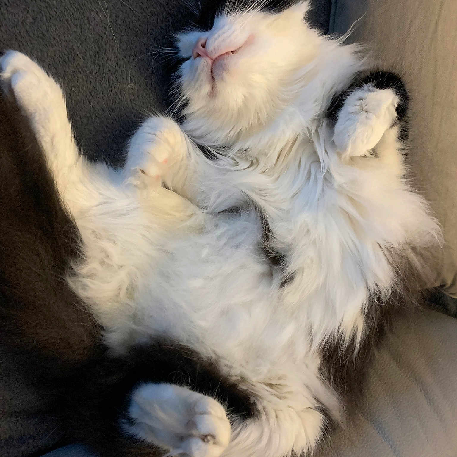 Oreo