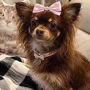 Chanel a rejoint le concours — aidez-le/la à gagner de superbes lots ! animal, blanket, bow, brown_dog, cat_pillow, checkered_blanket, collar, couch, cute, dog, eyes, fur, indoor, long_hair, pet, pillow, pink_bow, sitting, small_dog, sparkly_collar