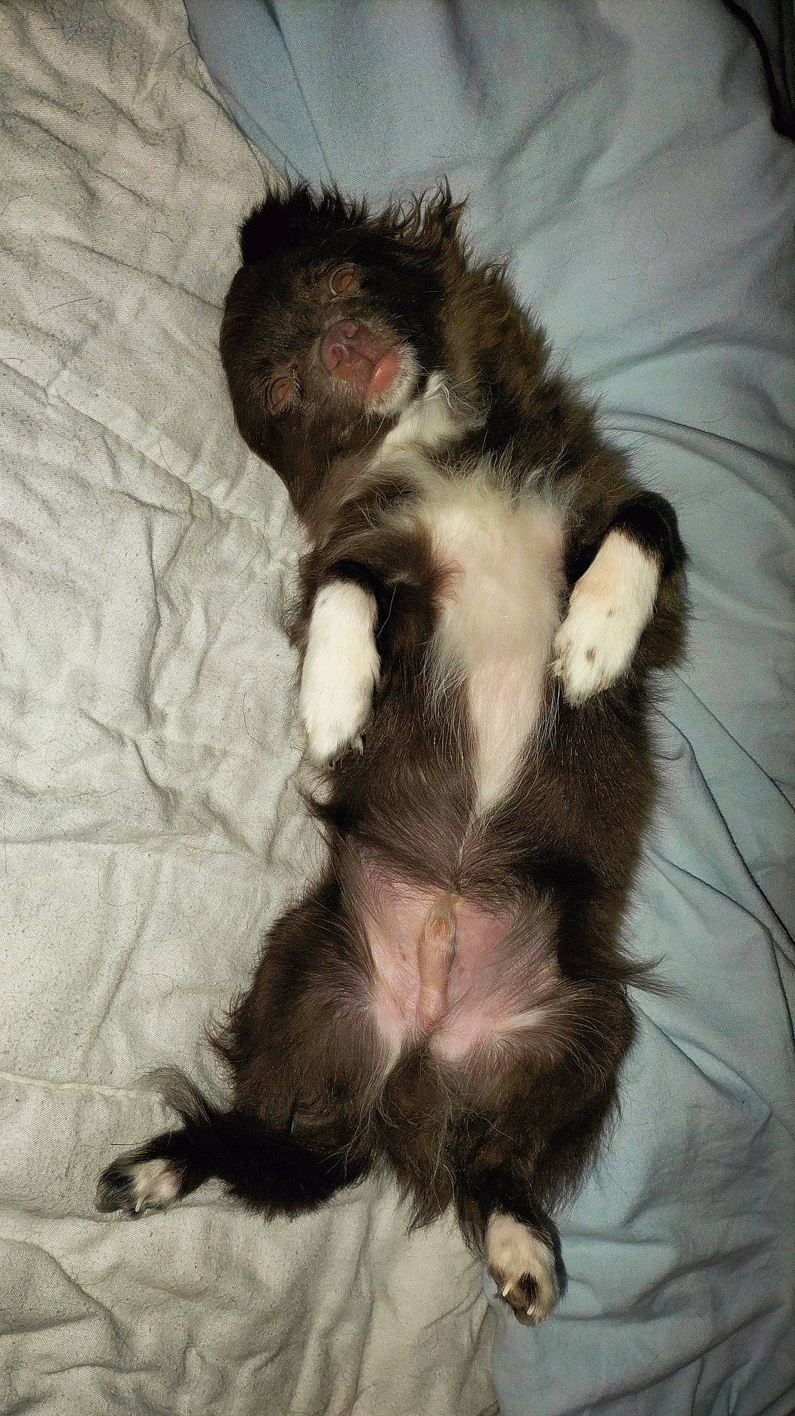 Takashi a rejoint le concours — aidez-le/la à gagner de superbes lots ! canidae, carnivore, claw, comfort, companion_dog, dog_breed, fawn, felidae, ferret, fur, mustelidae, paw, puppy, rodent, small_to_medium_sized_cats, snout, sporting_group, tail, terrestrial_animal, whiskers