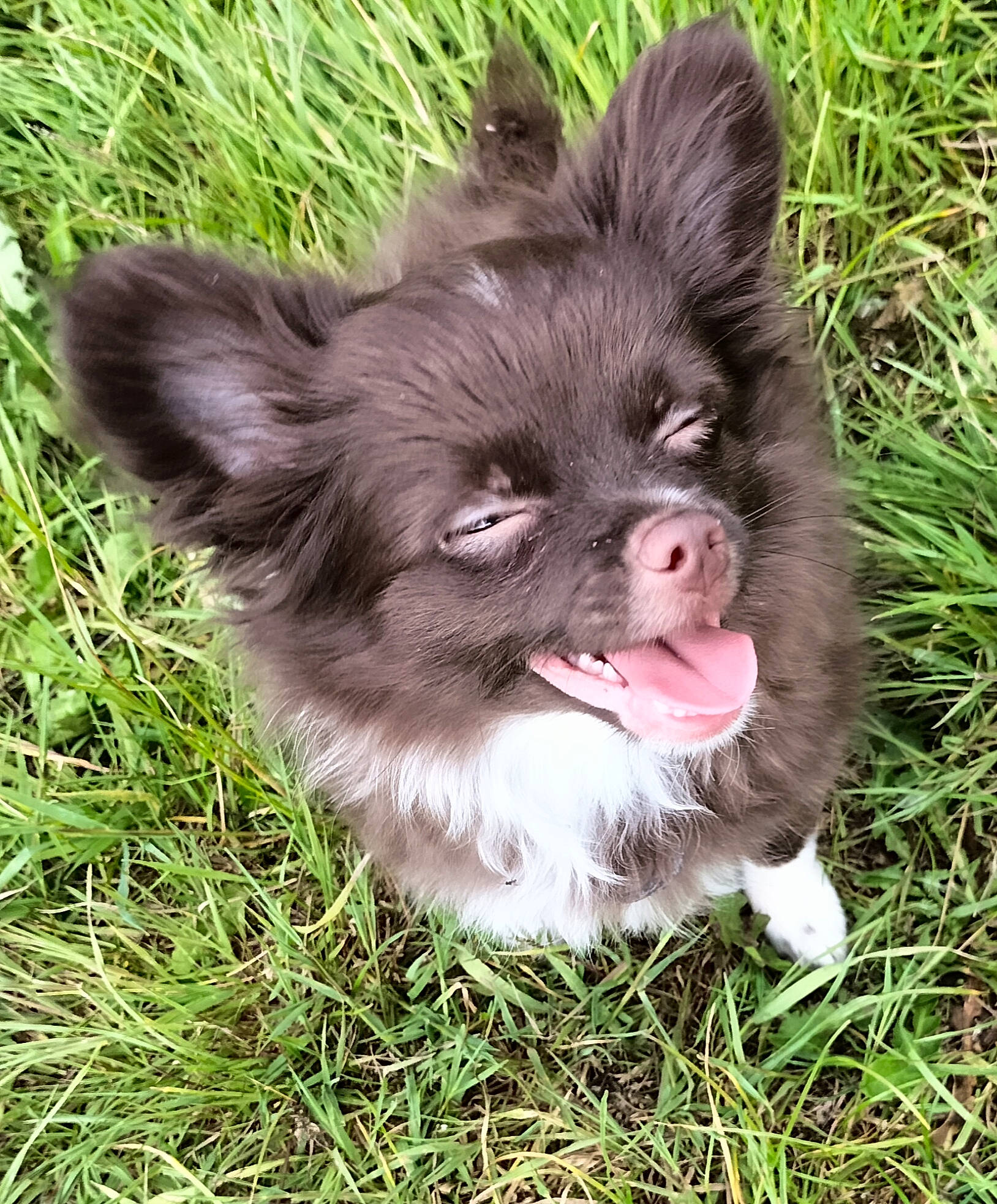 Takashi participe au concours pour gagner de l'argent avec cette photo : biting, canidae, carnivore, chihuahua, companion_dog, dog, dog_breed, fawn, fur, grass, liver, plant, snout, sporting_group, terrestrial_animal, toy_dog, volpino_italiano, whiskers, wildlife, working_animal