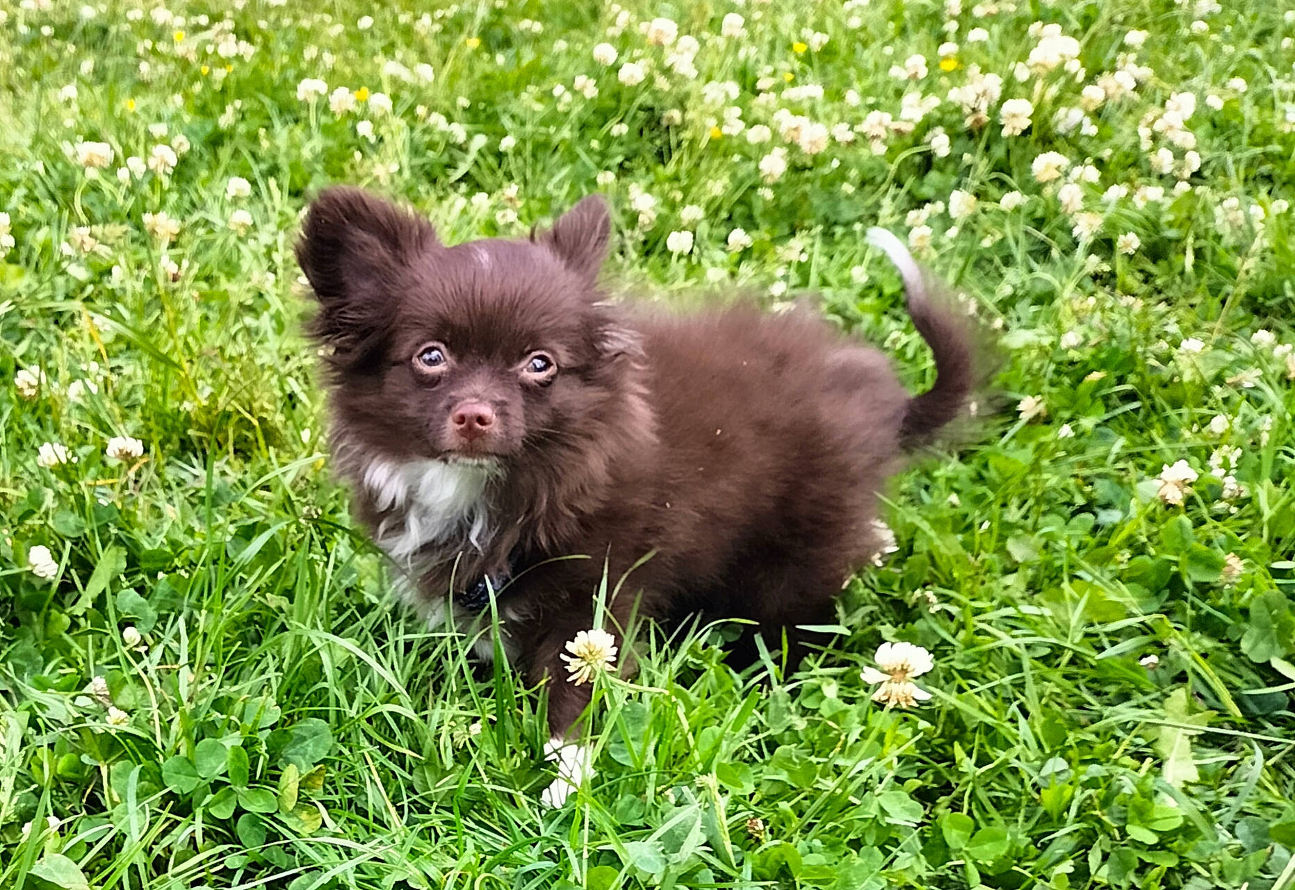 Takashi participe au concours pour gagner de l'argent avec cette photo : canidae, carnivore, companion_dog, dog, dog_breed, fawn, flower, german_spitz, german_spitz_klein, german_spitz_mittel, grass, groundcover, liver, plant, snout, spitz, sporting_group, terrestrial_animal, toy_dog, working_animal