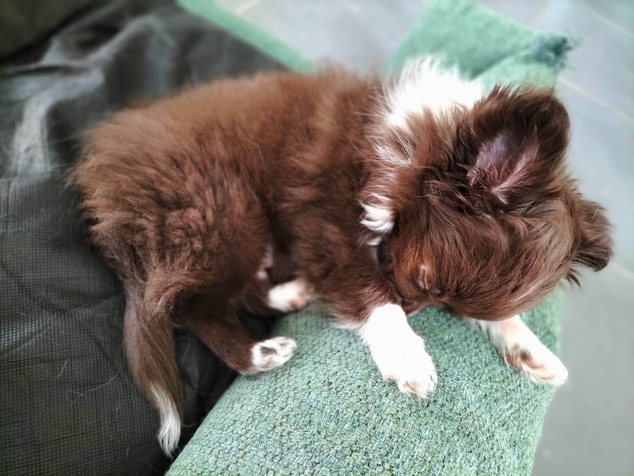 Takashi participe au concours pour gagner de l'argent avec cette photo : canidae, carnivore, cat, claw, companion_dog, dog, dog_breed, fawn, felidae, flooring, fur, grass, liver, puppy, small_to_medium_sized_cats, snout, sporting_group, tail, terrestrial_animal, whiskers