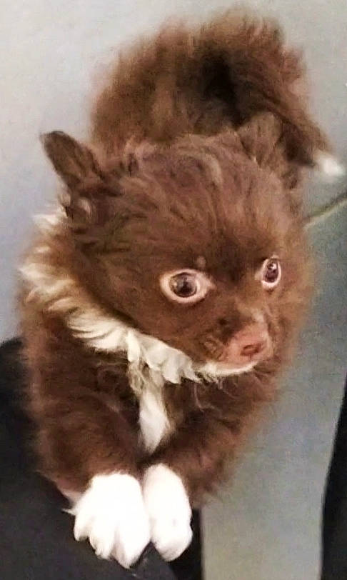 Takashi participe au concours pour gagner de l'argent avec cette photo : canidae, carnivore, companion_dog, dog_breed, ear, fawn, felidae, fur, gesture, iris, liver, paw, small_to_medium_sized_cats, snout, sporting_group, tail, terrestrial_animal, toy_dog, whiskers, working_animal