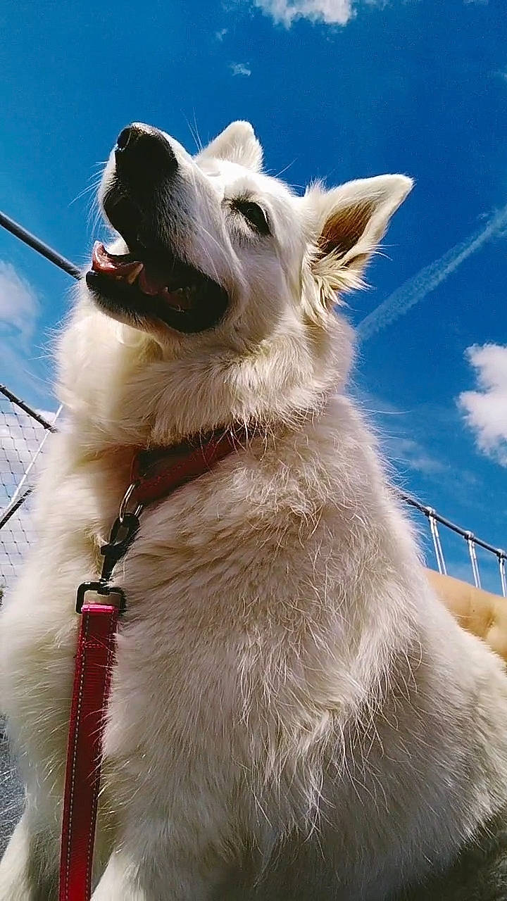 Laly a rejoint le concours — aidez-le/la à gagner de superbes lots ! canidae, carnivore, cloud, collar, companion_dog, dog, dog_breed, dog_collar, dog_supply, electric_blue, fawn, fur, japanese_spitz, leash, sky, snout, sporting_group, volpino_italiano, whiskers, working_animal