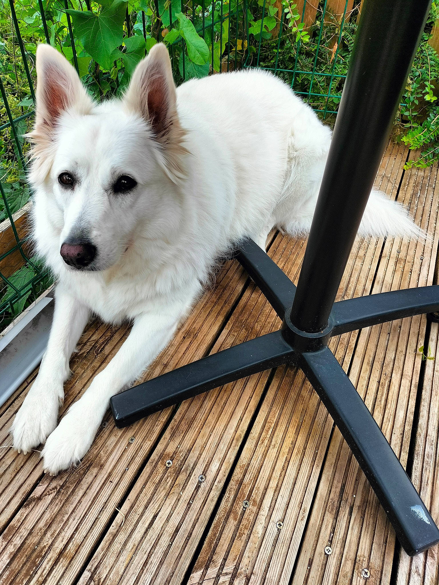 Laly a rejoint le concours — aidez-le/la à gagner de superbes lots ! canidae, carnivore, companion_dog, dog, dog_breed, flooring, fur, grass, hardwood, outdoor_furniture, outdoor_table, plank, plant, rectangle, snout, sporting_group, square, tail, wood, working_animal