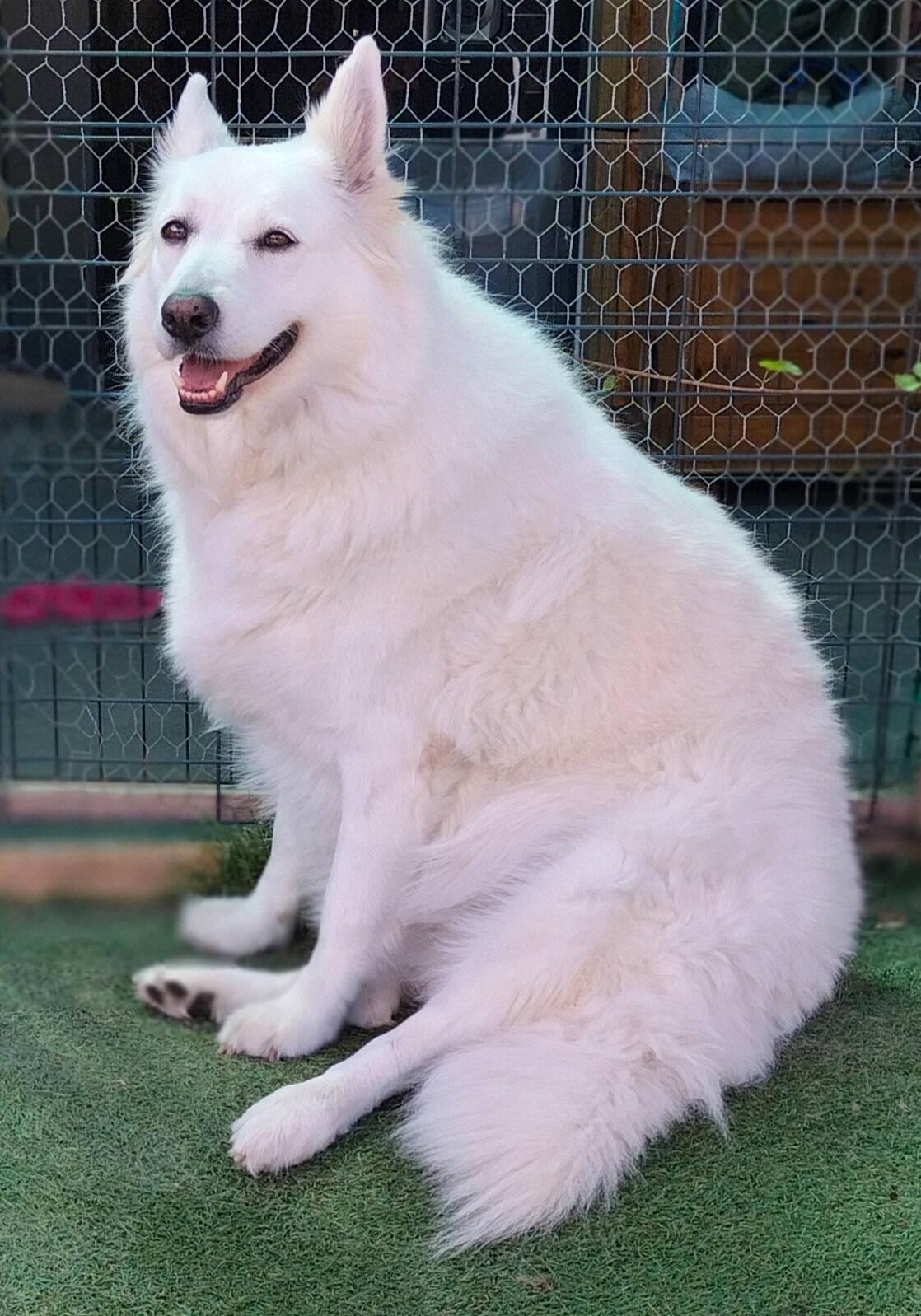 Laly a rejoint le concours — aidez-le/la à gagner de superbes lots ! ancient_dog_breeds, canidae, carnivore, companion_dog, dog, dog_breed, fang, fence, fur, grass, indian_spitz, mesh, non_sporting_group, tail, terrestrial_animal, volpino_italiano, wire_fencing, working_animal, working_dog