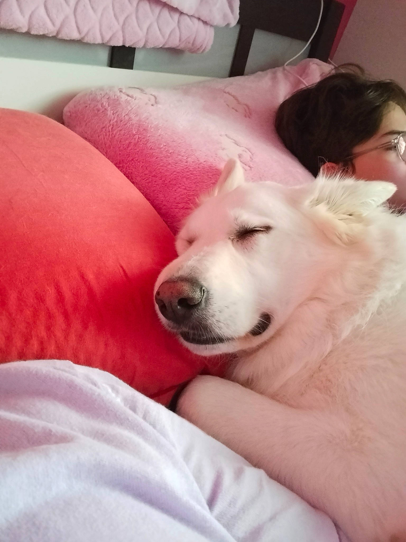 Laly participe au concours pour gagner de l'argent avec cette photo : ball, carnivore, comfort, companion_dog, dog, dog_breed, eyewear, flooring, foot, fur, livestock_guardian_dog, non_sporting_group, paw, puppy, sitting, spitz, whiskers, working_animal, working_dog