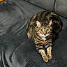 cat, tabby_cat, pet, feline, animal, indoor, couch, furniture, gray_couch, yellow_pillow, relaxed, looking_at_camera, fur, whiskers, ears, paws, domestic_cat, cozy, sitting, household