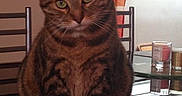 Framboise a rejoint le concours — aidez-le/la à gagner de superbes lots ! animal, candle, cat, chair, curtains, dining_room, domestic_animal, ears, fur, glass_table, green_eyes, indoor, looking_at_camera, pet, relaxed, sitting, tabby_cat, tail, whiskers, wooden_floor