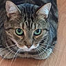 cat, tabby_cat, green_eyes, pet, animal, whiskers, ears, fur, close_up, indoor, floor, resting, looking, domestic_cat, mammal, cute, feline, portrait, quiet, calm