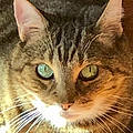 Diane S.