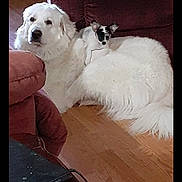 Holly And Winnie joined the competition — help win amazing prizes! dog, cat, pet, white_dog, fluffy_fur, small_cat, animal_companions, sleeping, lounging, indoor, living_room, couch, hardwood_floor, cozy, cute, friendship, portrait, smartphone_screenshot, social_media, furniture