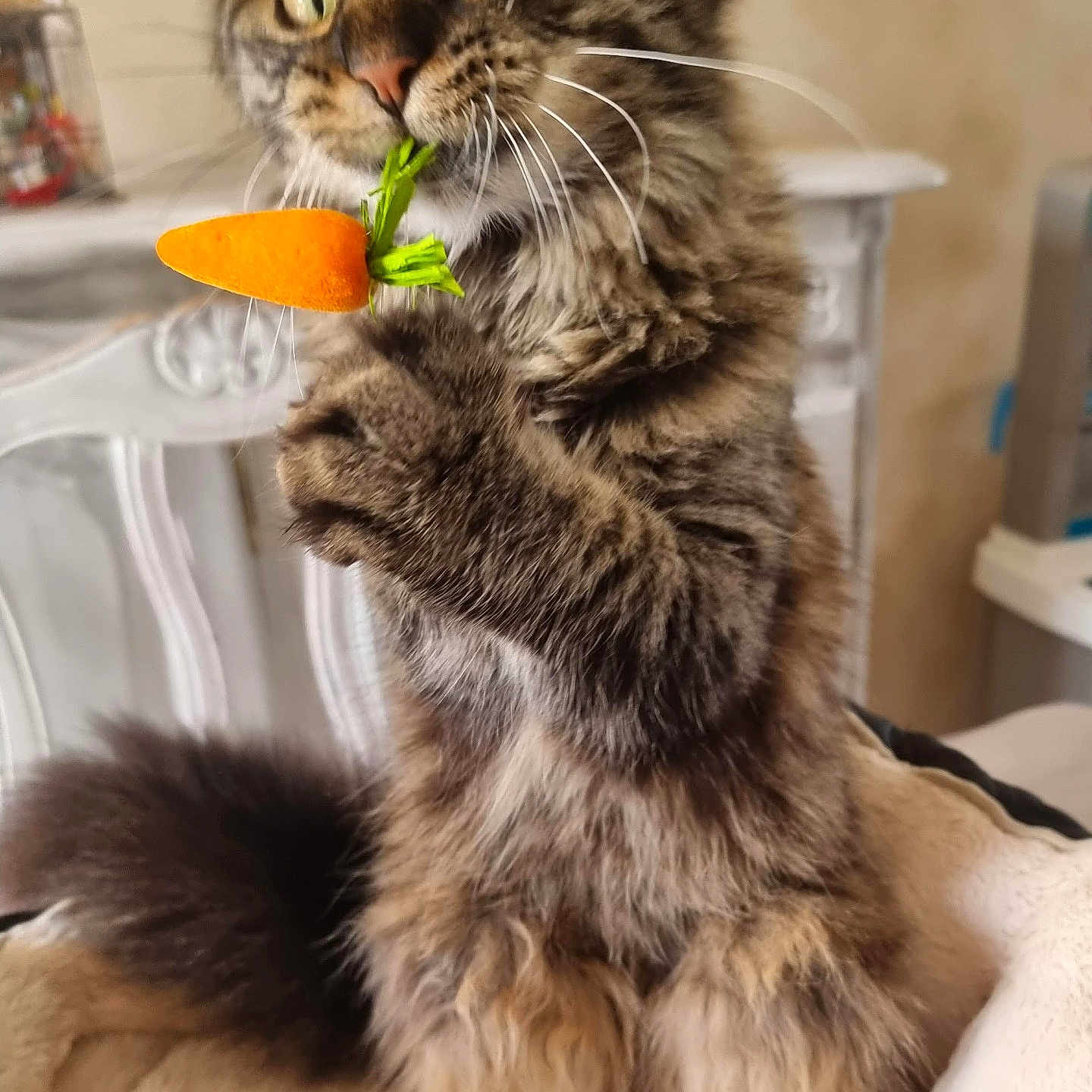 Victoire participe au concours pour gagner de l'argent avec cette photo : animal, carrot, cat, closeup, cozy, curious, cute, domestic, feline, fluffy, fur, indoor, mammal, paws, pet, playful, sitting, tabby, toy, whiskers