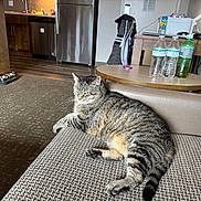 Bella joined the competition — help win amazing prizes! cat, tabby_cat, couch, indoor, furniture, table, water_bottle, wood_floor, carpet, kitchen, appliance, relaxing, pet, domestic_animal, striped, fur, whiskers, tail, home, resting
