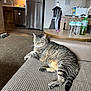 cat, tabby_cat, couch, indoor, furniture, table, water_bottle, wood_floor, carpet, kitchen, appliance, relaxing, pet, domestic_animal, striped, fur, whiskers, tail, home, resting