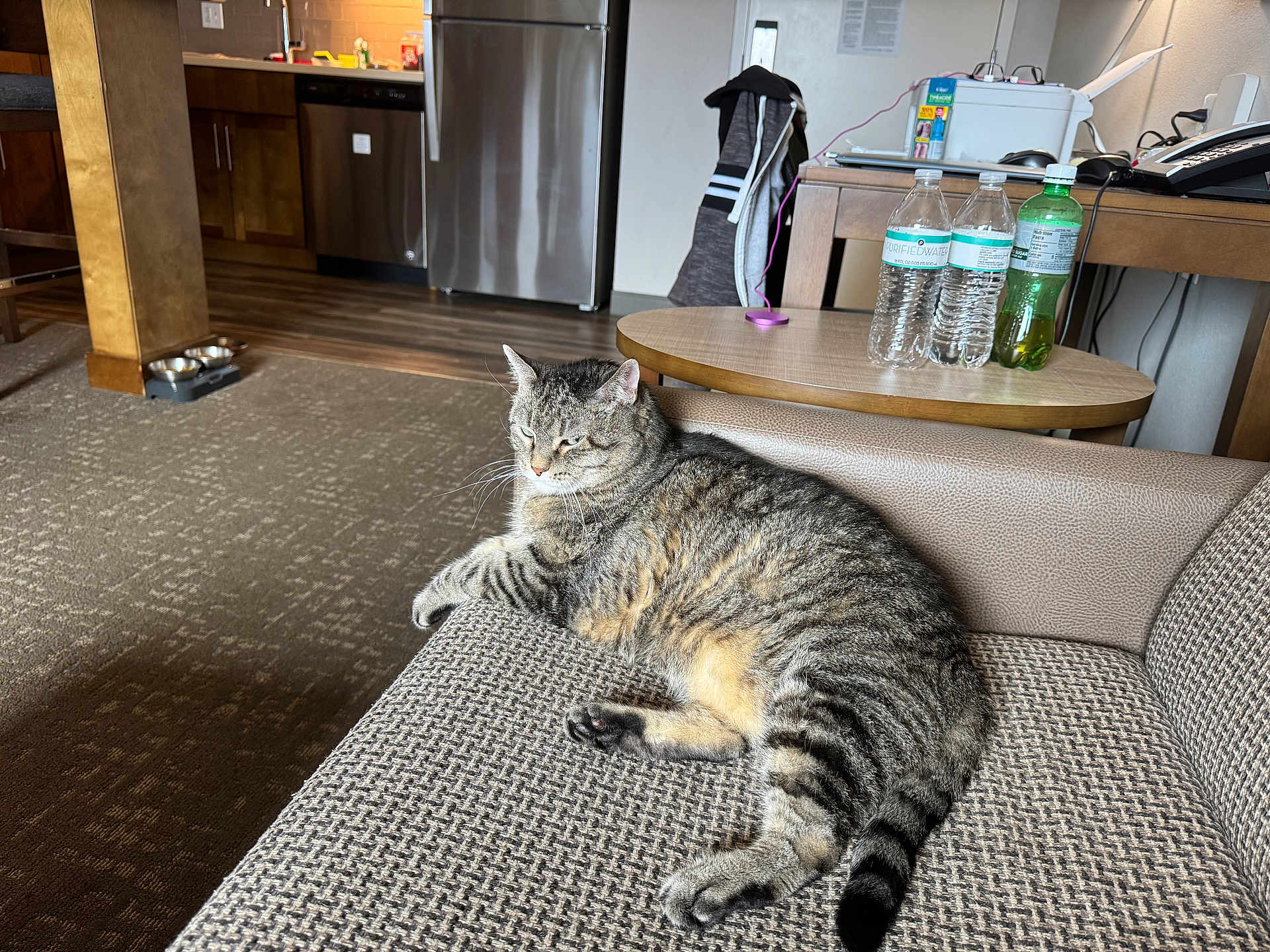 Bella joined the competition — help win amazing prizes! cat, tabby_cat, couch, indoor, furniture, table, water_bottle, wood_floor, carpet, kitchen, appliance, relaxing, pet, domestic_animal, striped, fur, whiskers, tail, home, resting