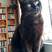 Titite participe au concours pour gagner de l'argent avec cette photo : animal, architecture, blackcat, book, bookcase, building, cat, couch, furniture, hardwood, indoors, library, livingroom, manx, pet, publication, room, shelf, table, wood