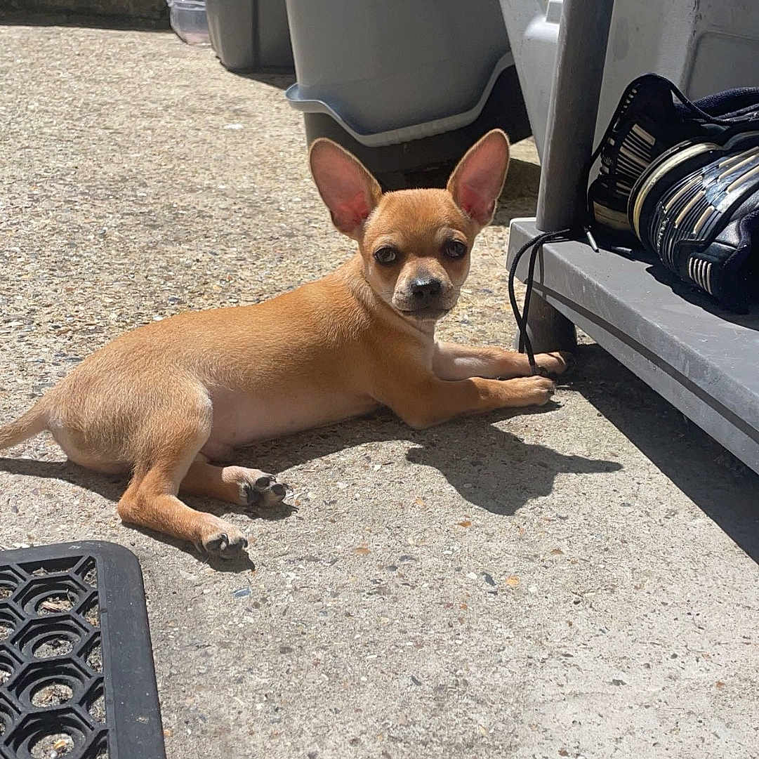 Milo a rejoint le concours — aidez-le/la à gagner de superbes lots ! accessories, animal, architecture, building, canine, chihuahua, city, dog, housing, leash, outdoors, pet, puppy, road, shelter, street, sunglasses, transportation, urban, vehicle