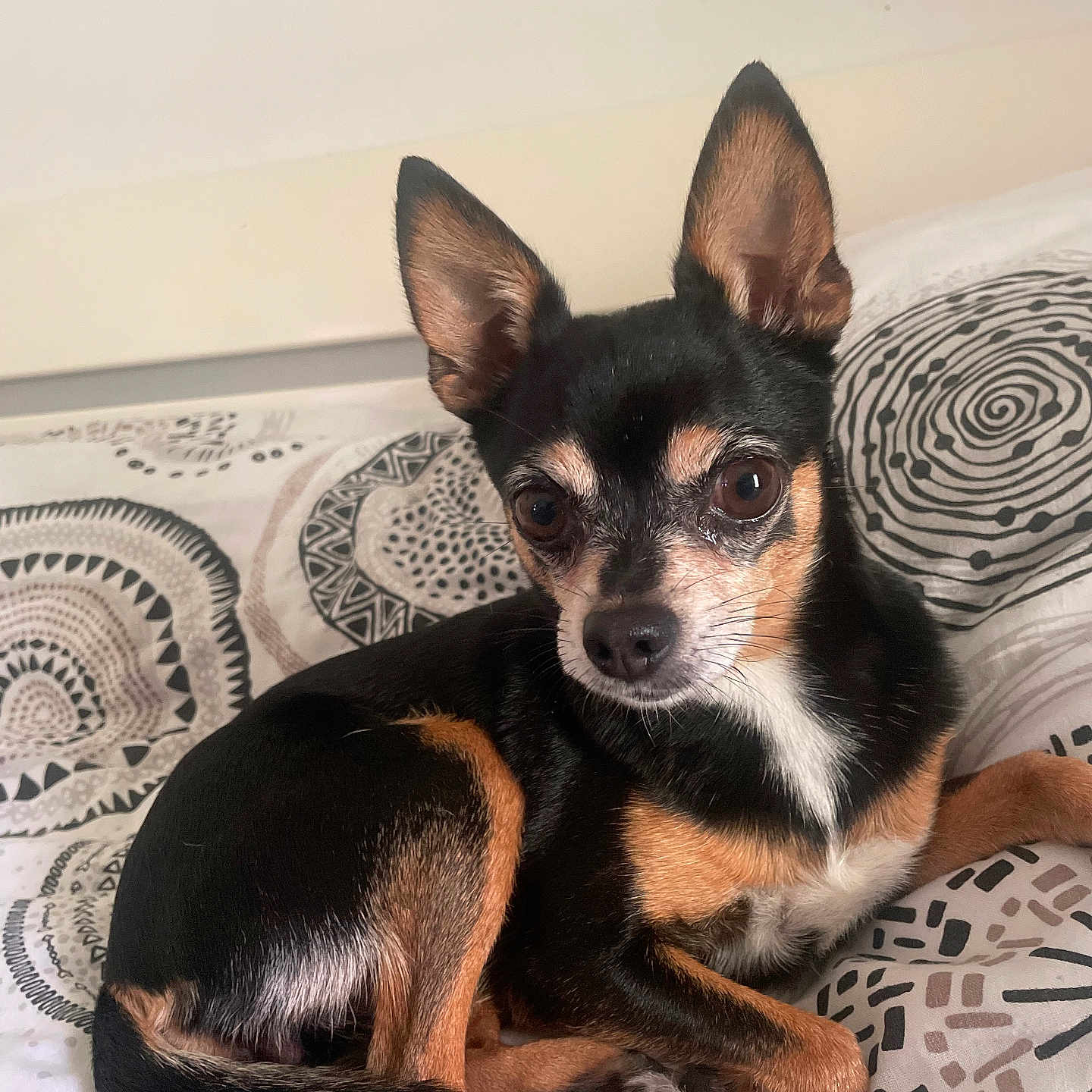 Naya a rejoint le concours — aidez-le/la à gagner de superbes lots ! animal, bed, blanket, canine, chihuahua, cockerspaniel, dog, dogbed, furniture, homedecor, hound, papillon, pet, puppy