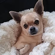 Rubis participe au concours pour gagner de l'argent avec cette photo : dog, chihuahua, pet, blanket, cozy, fur, small_dog, cute, animal, ears, face, whiskers, paw, snuggle, indoor, portrait, comfort, relaxation, expression, nose