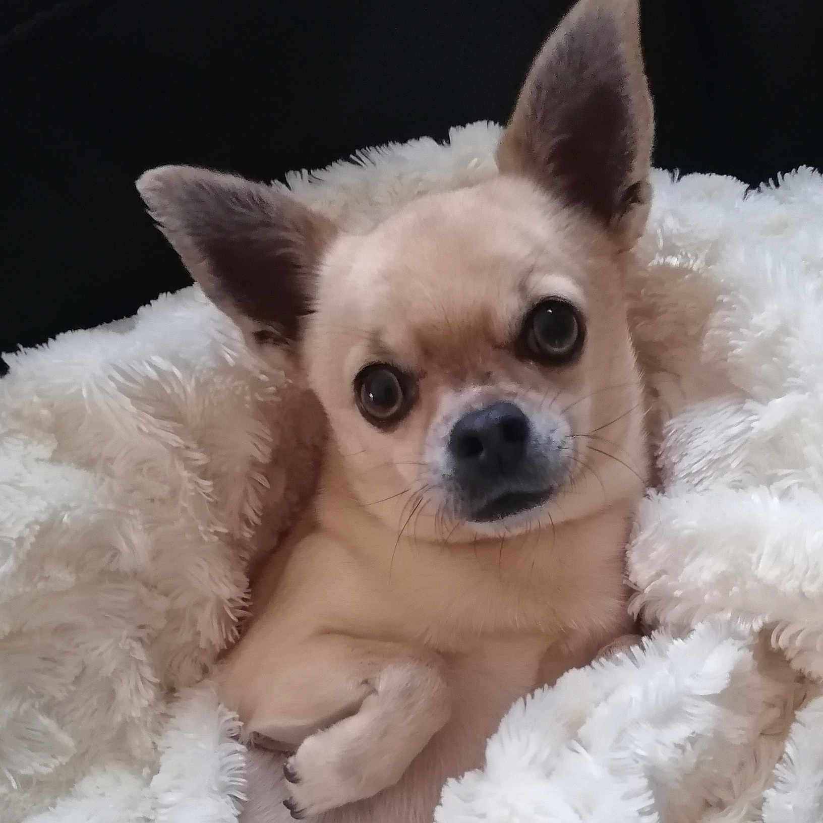 Rubis participe au concours pour gagner de l'argent avec cette photo : animal, blanket, chihuahua, comfort, cozy, cute, dog, ears, expression, face, fur, indoor, nose, paw, pet, portrait, relaxation, small_dog, snuggle, whiskers