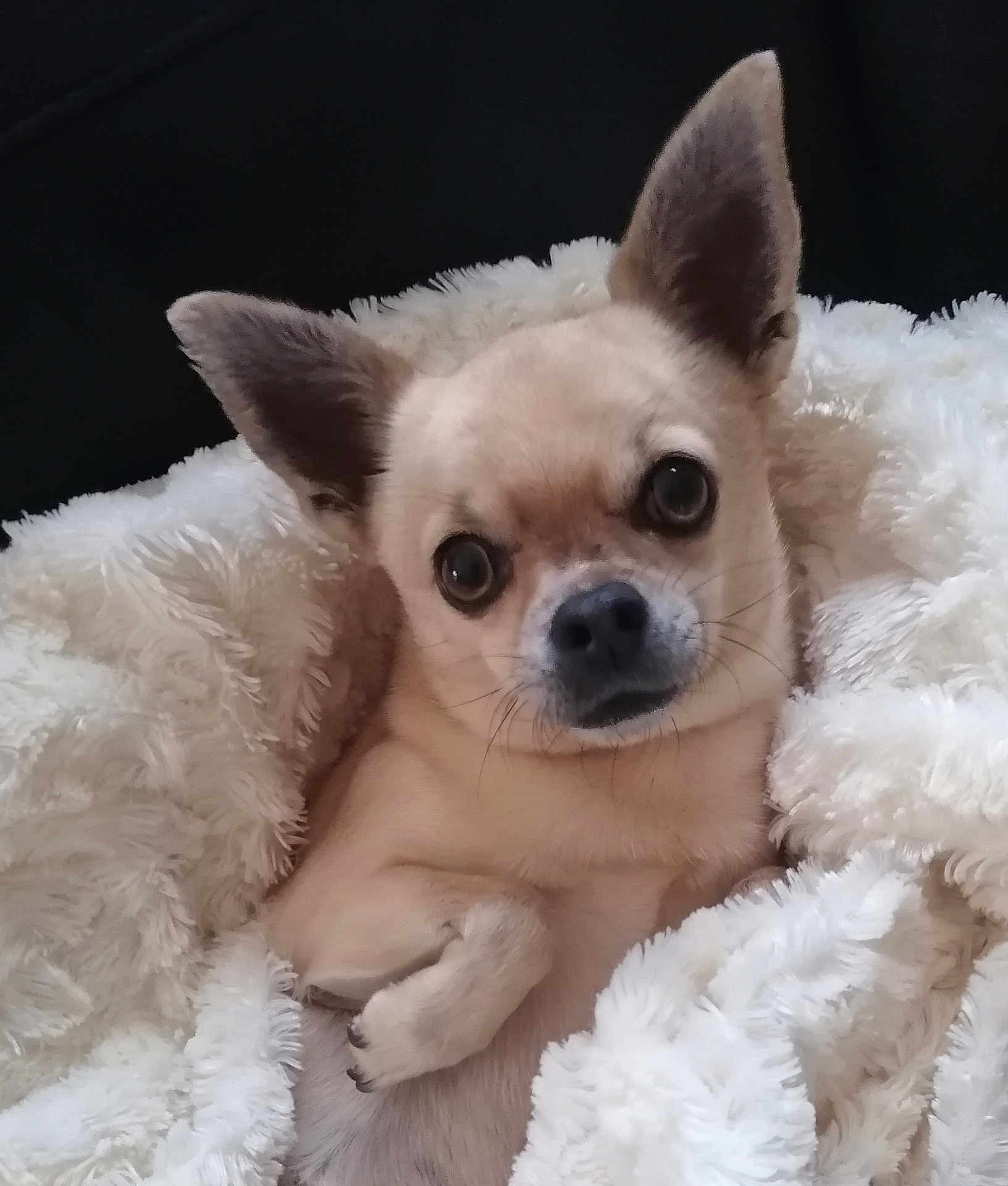 Rubis participe au concours pour gagner de l'argent avec cette photo : dog, chihuahua, pet, blanket, cozy, fur, small_dog, cute, animal, ears, face, whiskers, paw, snuggle, indoor, portrait, comfort, relaxation, expression, nose
