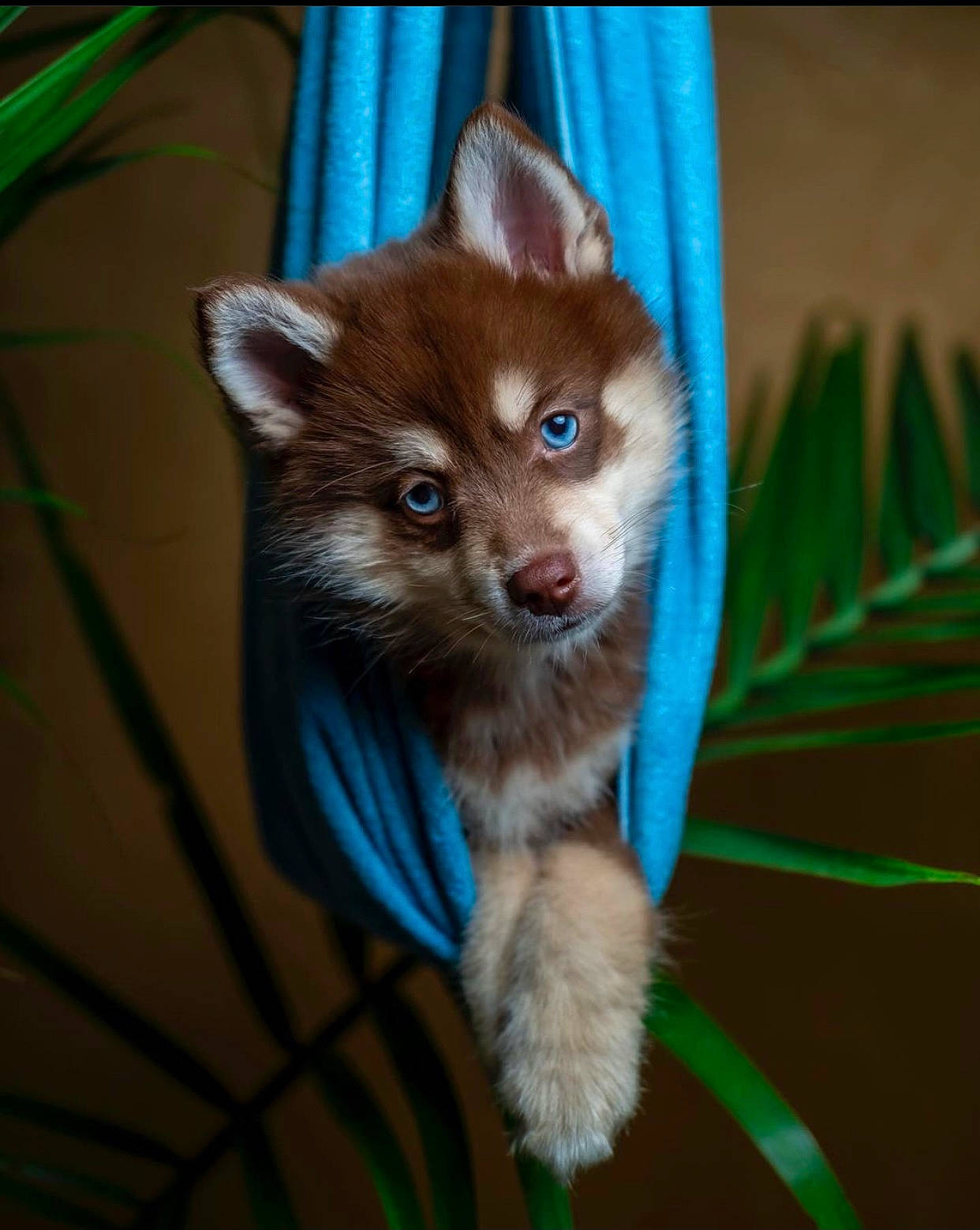 Koda is registered to the contest to win money with this photo: canidae, carnivore, claw, companion_dog, dog_breed, electric_blue, fawn, felidae, fur, iris, procyonidae, small_to_medium_sized_cats, snout, tail, terrestrial_animal, whiskers, wildlife, wood