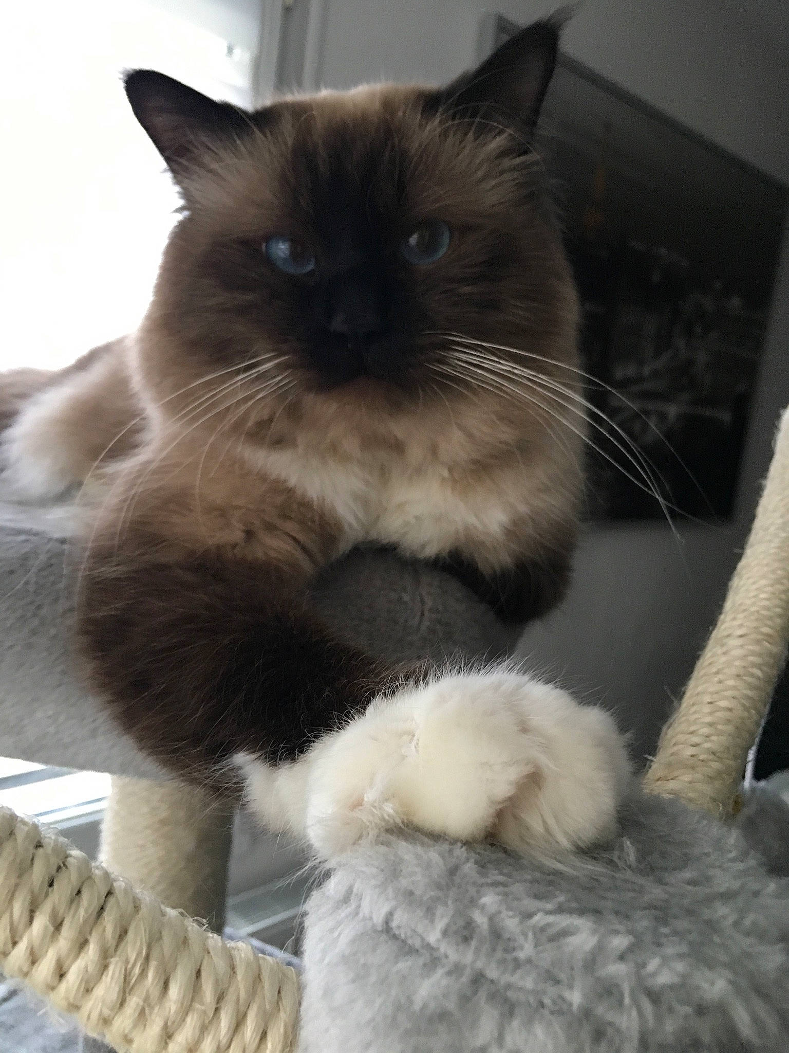 Link a rejoint le concours — aidez-le/la à gagner de superbes lots ! box, carnivore, cat, cat_supply, claw, comfort, domestic_short_haired_cat, fawn, felidae, fur, mammal, paw, pet_supply, siamese, small_to_medium_sized_cats, snout, tail, thai, vertebrate, whiskers