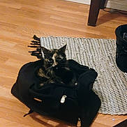 Squiggie is registered to the contest to win money with this photo: animal, bag, black_bag, cat, corner, cozy, curious, domestic, floor, furniture_leg, home, indoor, living_space, pet, quiet, resting, rug, tortoiseshell, wooden_floor, zipper