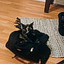 animal, bag, black_bag, cat, corner, cozy, curious, domestic, floor, furniture_leg, home, indoor, living_space, pet, quiet, resting, rug, tortoiseshell, wooden_floor, zipper