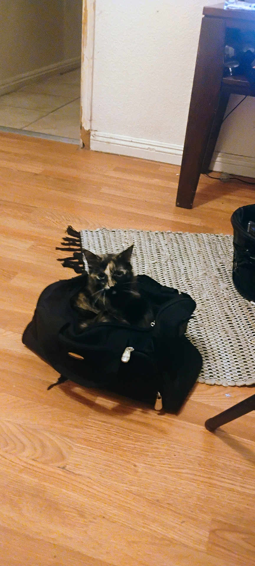 Squiggie is registered to the contest to win money with this photo: animal, bag, black_bag, cat, corner, cozy, curious, domestic, floor, furniture_leg, home, indoor, living_space, pet, quiet, resting, rug, tortoiseshell, wooden_floor, zipper