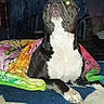 Diesel joined the competition — help win amazing prizes! animal, bed, blanket, canine, colorful, comfort, cozy, dark, dog, domestic_animal, flash, furniture, indoor, living_room, looking_up, paw, pet, resting, star_pattern, tie_dye