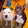 dog, pets, indoor, floor, mat, kitchen, yellow_floor, trash_bin, two_dogs, animal, canine, looking_up, flash_eyes, brown_dog, white_dog, ears, domestic, companions, floor_tiles, reflection