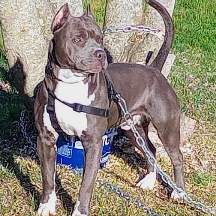 Diesel