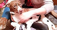 Diesel is registered to the contest to win money with this photo: animal, boots, brown_dog, casual, clothing, comfort, dog, domestic, floor, hand, holding, home, indoor, multicolor, pet, puppies, quilt, sitting, white_spots, woman