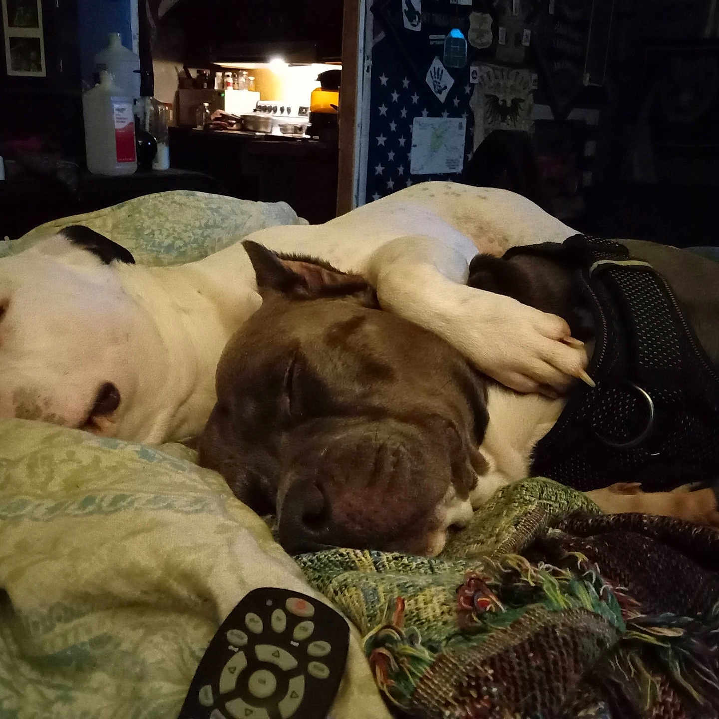 Atticus is registered to the contest to win money with this photo: dog, sleeping, bed, blanket, snuggling, paw, remote_control, indoor, cozy, resting, animal, companion, dark, furniture, kitchen, harness, domestic, cute, friendship, relaxing