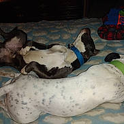 Atticus is registered to the contest to win money with this photo: