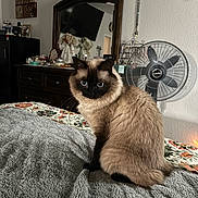 Snuggles is registered to the contest to win money with this photo: cat, siamese_cat, blue_eyes, fluffy, bedroom, blanket, mirror, fan, doll, decor, furniture, indoor, pet, animal, sitting, cozy, feline, soft_light, table, reflection
