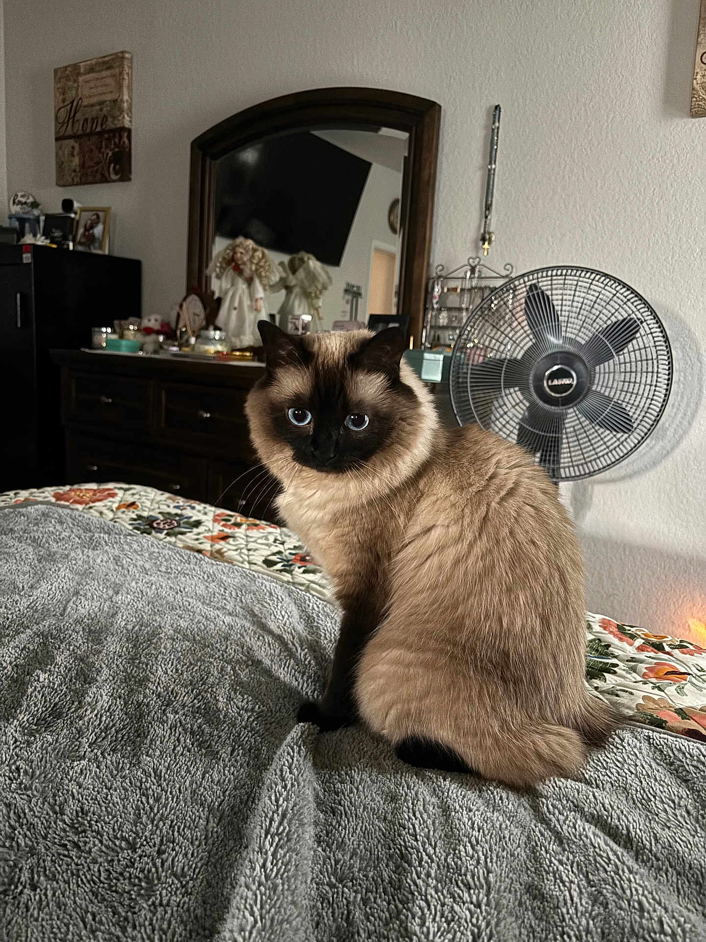 Snuggles is registered to the contest to win money with this photo: cat, siamese_cat, blue_eyes, fluffy, bedroom, blanket, mirror, fan, doll, decor, furniture, indoor, pet, animal, sitting, cozy, feline, soft_light, table, reflection