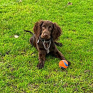 Ellie joined the competition — help win amazing prizes! dog, brown_dog, grass, green_grass, ball, orange_ball, blue_ball, chain_collar, pet, outdoor, playful, animal, canine, park, nature, lying_down, looking_at_camera, fur, ears, paws