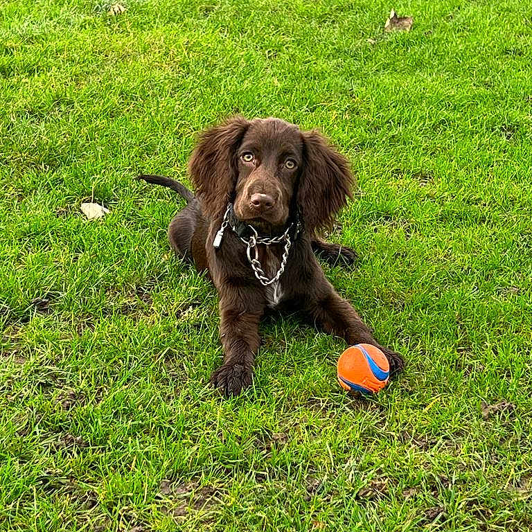Ellie joined the competition — help win amazing prizes! animal, ball, blue_ball, brown_dog, canine, chain_collar, dog, ears, fur, grass, green_grass, looking_at_camera, lying_down, nature, orange_ball, outdoor, park, paws, pet, playful