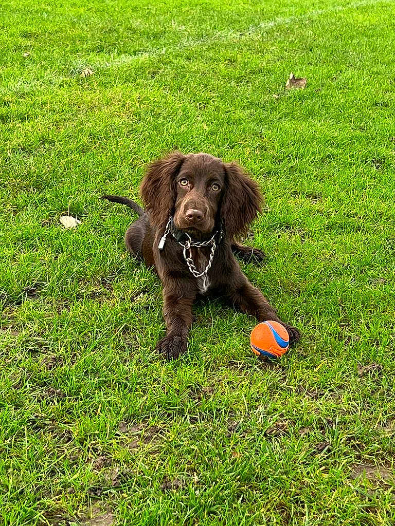 Ellie joined the competition — help win amazing prizes! dog, brown_dog, grass, green_grass, ball, orange_ball, blue_ball, chain_collar, pet, outdoor, playful, animal, canine, park, nature, lying_down, looking_at_camera, fur, ears, paws