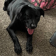 Bear is registered to the contest to win money with this photo: animal, black_dog, canine, carpet, chair, companion, dog, domestic_animal, fur, happy, home, indoor, lying_down, mammal, patterned_furniture, paw, pet, relaxed, resting, tongue_out