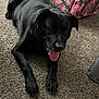 animal, black_dog, canine, carpet, chair, companion, dog, domestic_animal, fur, happy, home, indoor, lying_down, mammal, patterned_furniture, paw, pet, relaxed, resting, tongue_out