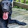 Bear joined the competition — help win amazing prizes! animal, black_dog, canine, closeup, companion, daylight, deck, dog, friendly, fur, happy, nature, outdoor, paw, pet, relaxed, smiling, summer, tongue_out, wooden_deck