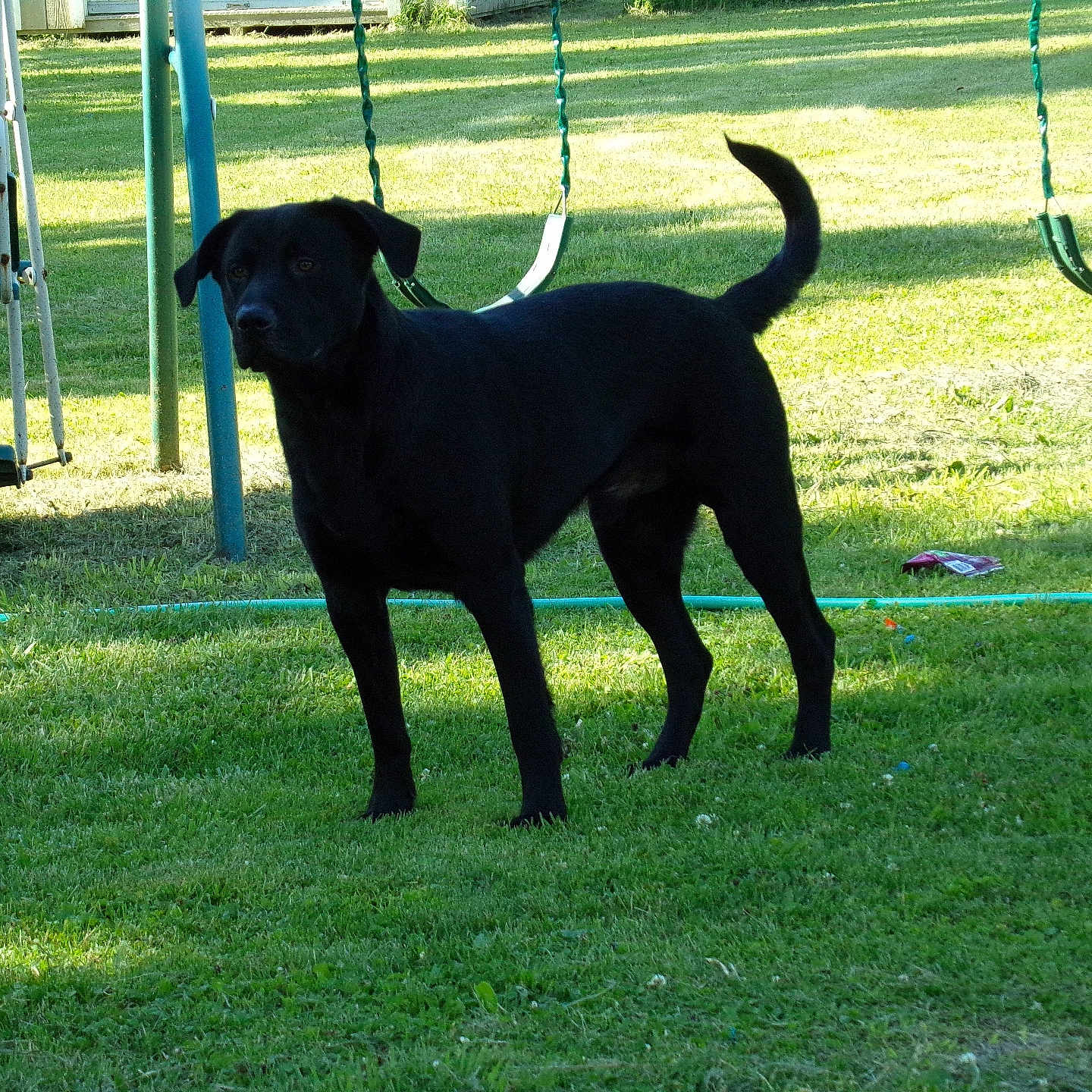 Bear joined the competition — help win amazing prizes! alert, animal, black_dog, canine, daytime, dog, grass, greenery, nature, outdoor, park, pet, playground, shadow, standing, summer, sunlight, swing, tail, yard