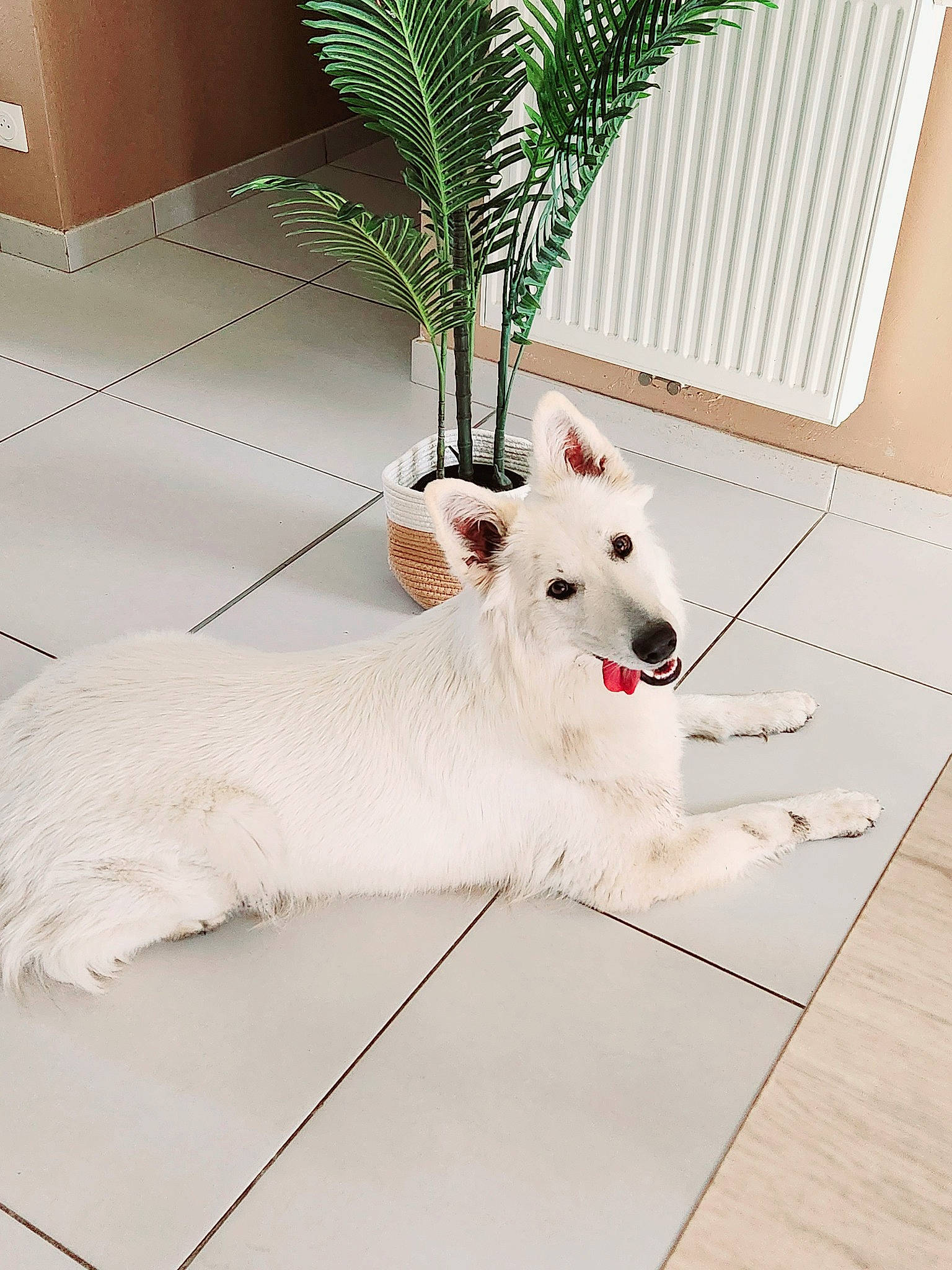 Sirah a rejoint le concours — aidez-le/la à gagner de superbes lots ! canidae, carnivore, collar, companion_dog, dog, dog_breed, event, fawn, flooring, houseplant, pattern, paw, plant, snout, sporting_group, tail, terrestrial_animal, whiskers, wood, working_animal